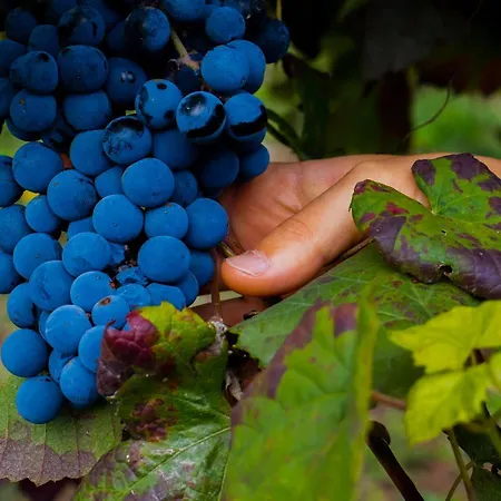 Villa Quinta Do Tapadinho - Wine & Tourism Moimenta