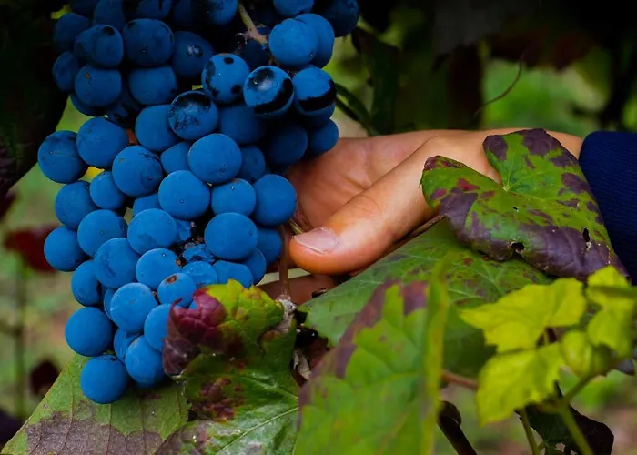 Villa Quinta Do Tapadinho - Wine & Tourism Moimenta